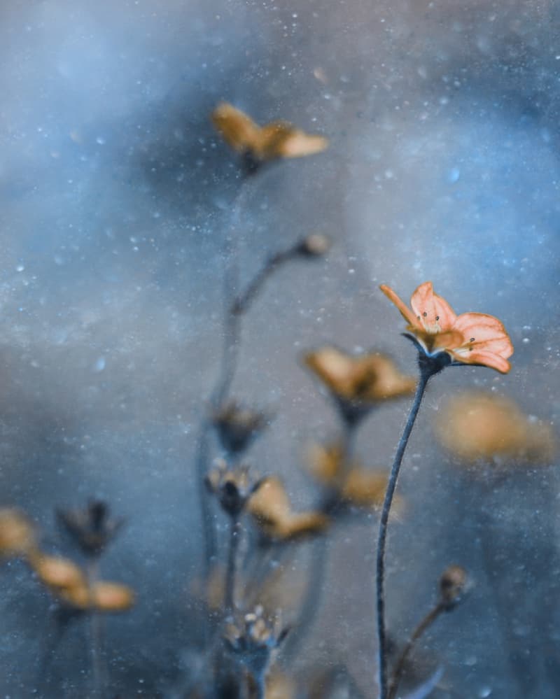 Dreamy Orange Blooms by Delphine Devos — canvas wall art