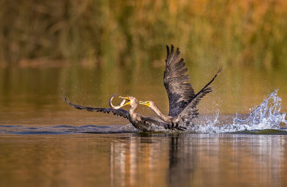 Cormorant Fishing Frenzy by Judy Tseng — canvas wall art