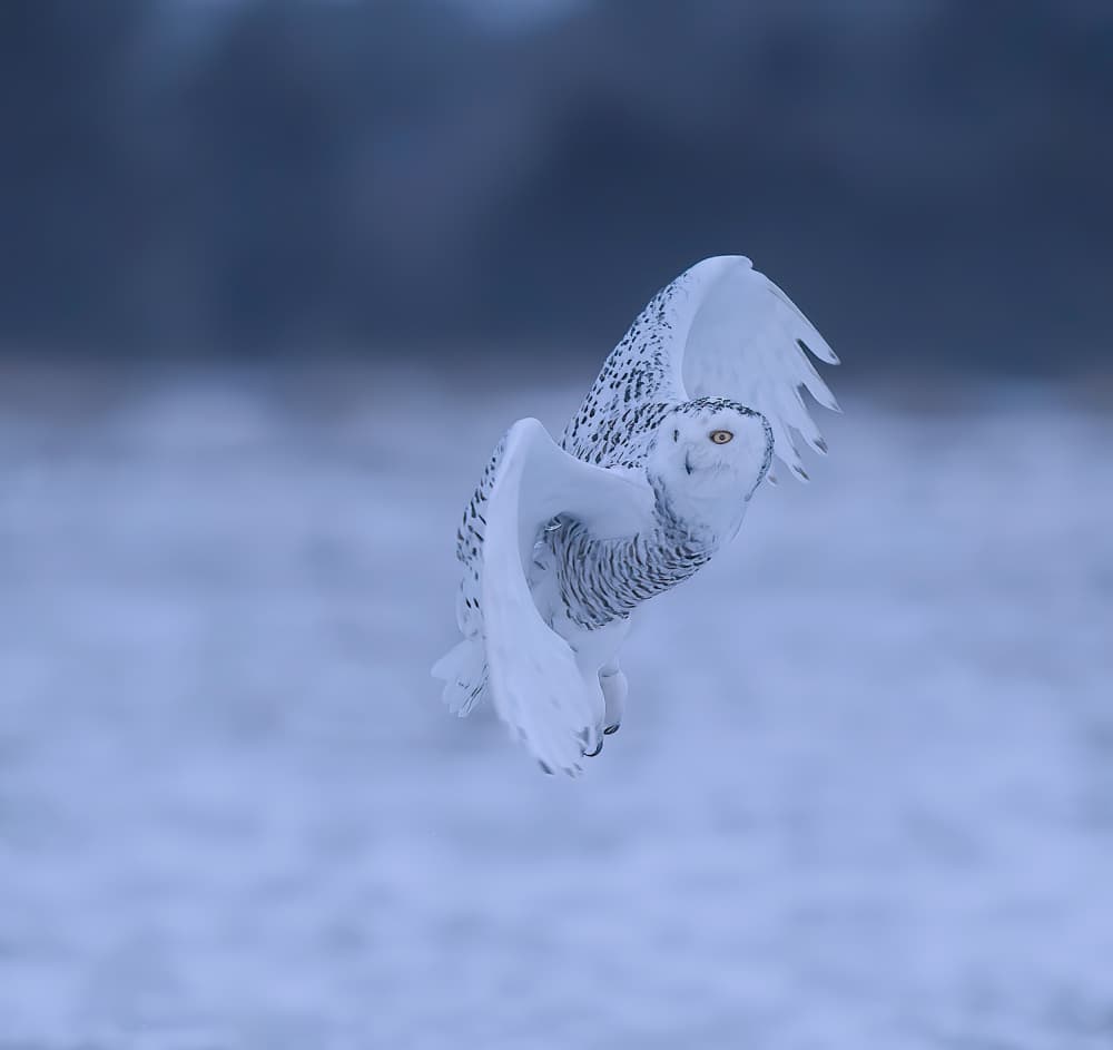 Snowy Owl In Flight by Judy Tseng — canvas wall art