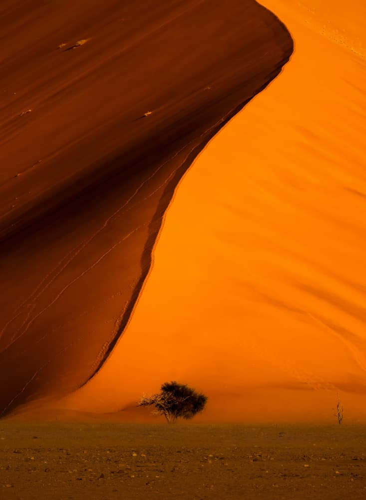 Desert Dune and Tree by Joanna W — canvas wall art