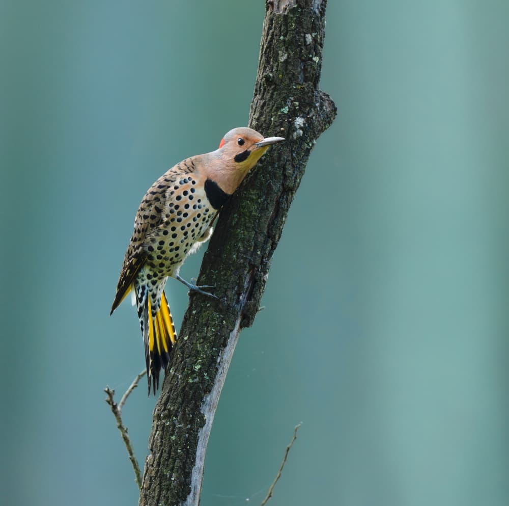 Northern Flicker Perched by Catherine Wang — canvas wall art