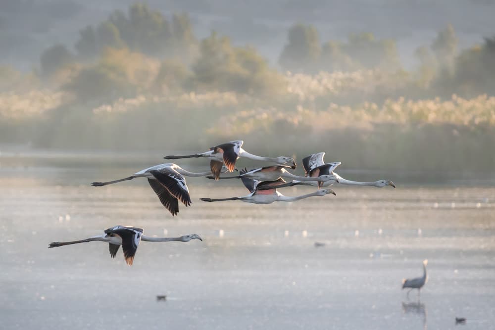 Misty Morning Flamingo Flight by Natalia Rublina — canvas wall art