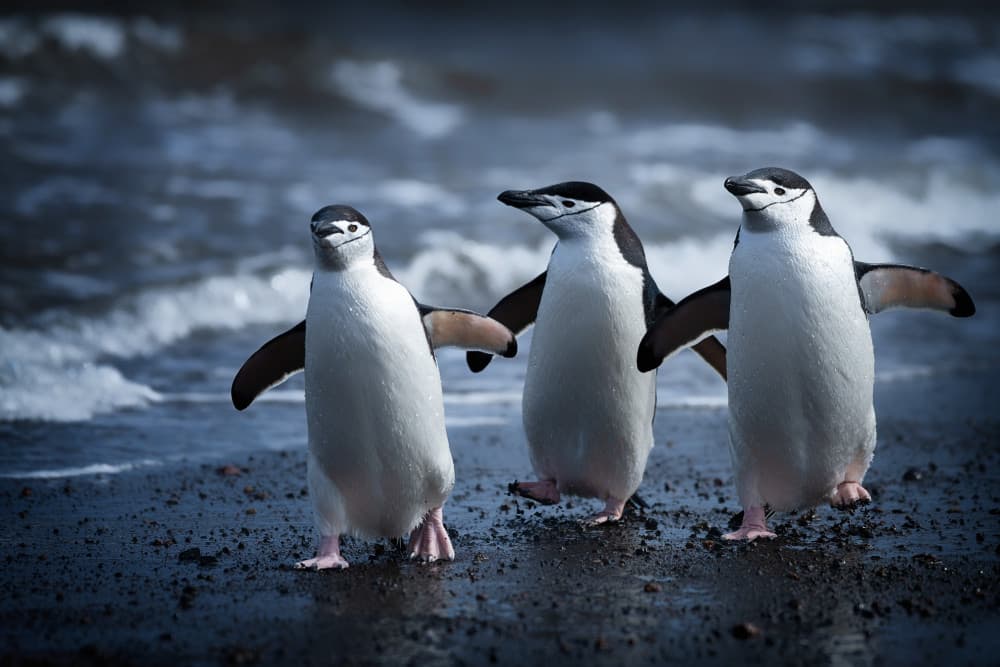 Three Chinstrap Penguins by Mei Xu — canvas wall art