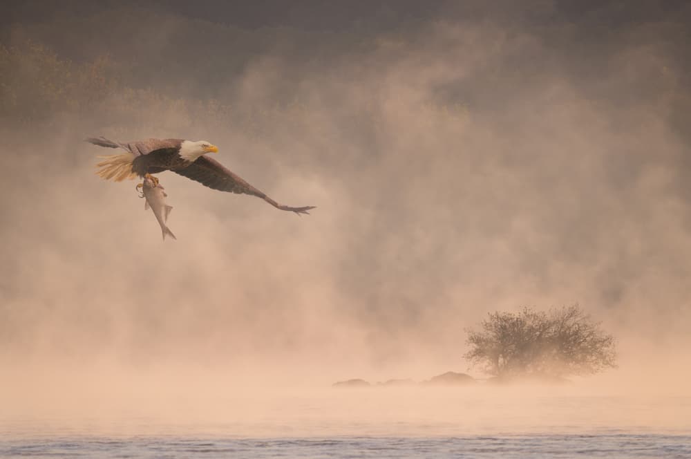 Bald Eagle's Misty Catch by 李从军 / Austin Li — canvas wall art
