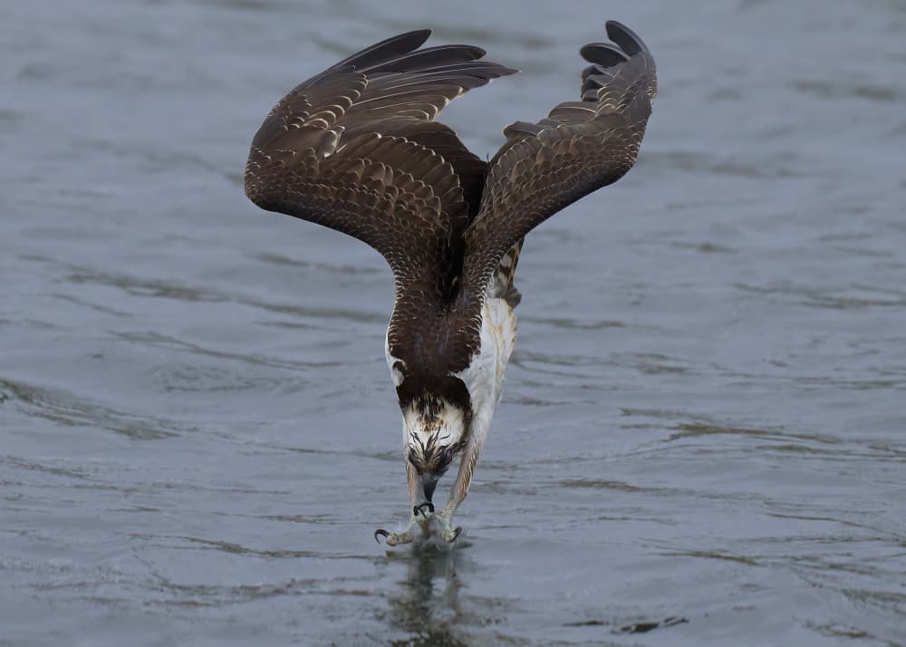 Osprey Fishing Dive by Johnny Chen — canvas wall art