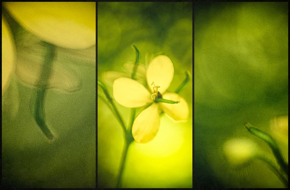 Soft Yellow Bloom by Krisztina Lacz — canvas wall art