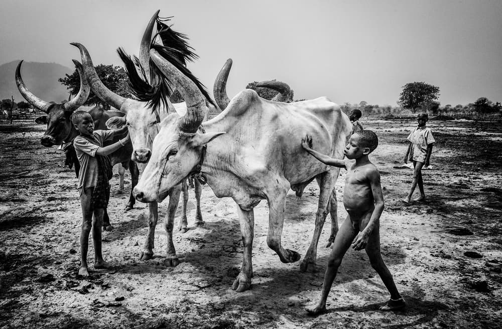 Boys with Longhorn Cattle by Joxe Inazio Kuesta Garmendia — canvas wall art