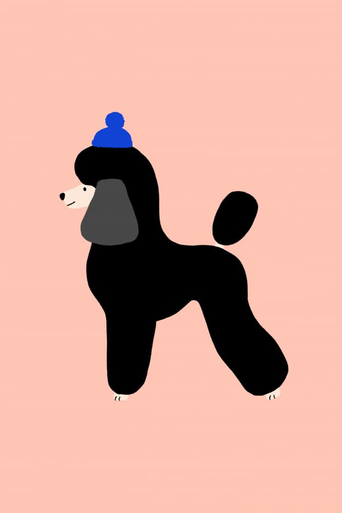 Poodle In Blue Hat by Maren Gross — canvas wall art
