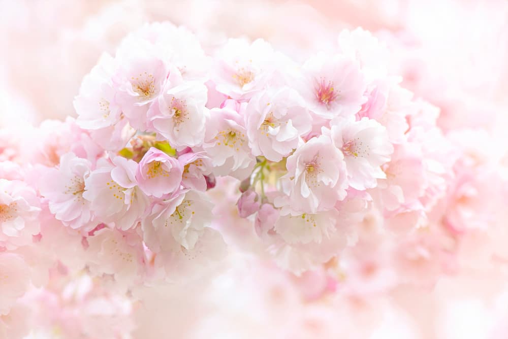 Soft Pink Blossoms by Jacky Parker — canvas wall art