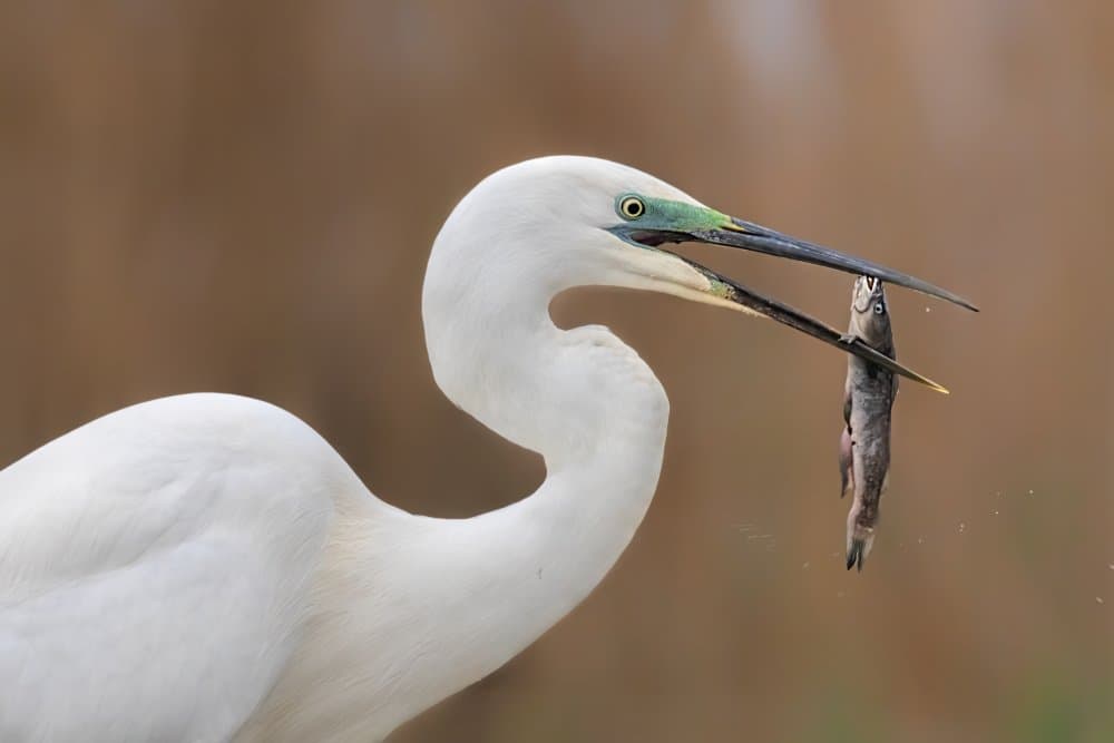 Egret Catches Fish by Jun Zuo — canvas wall art