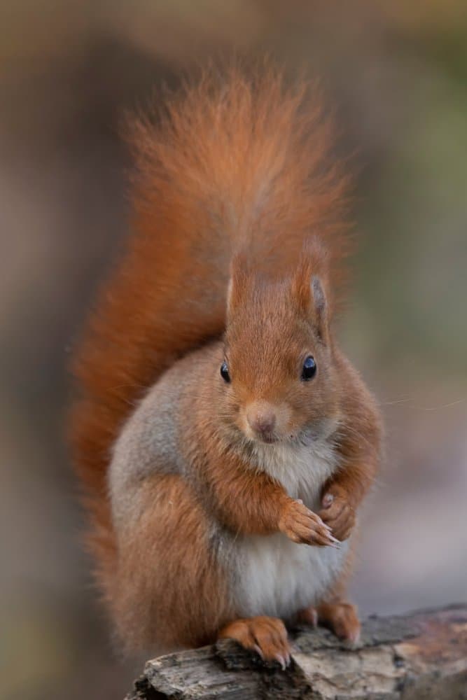Red Squirrel On Log by Paolo Bolla — canvas wall art