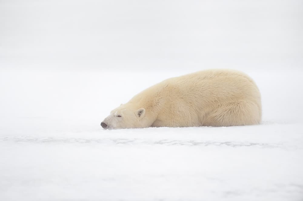 Peaceful Polar Bear by Marco Pozzi — canvas wall art