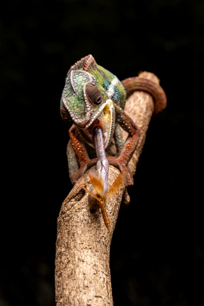 Chameleon Catching Prey by Sally Widjaja — canvas wall art