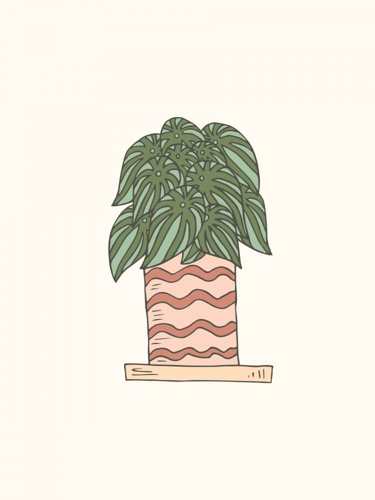 Potted Peperomia Plant by Olena Kovalova — canvas wall art