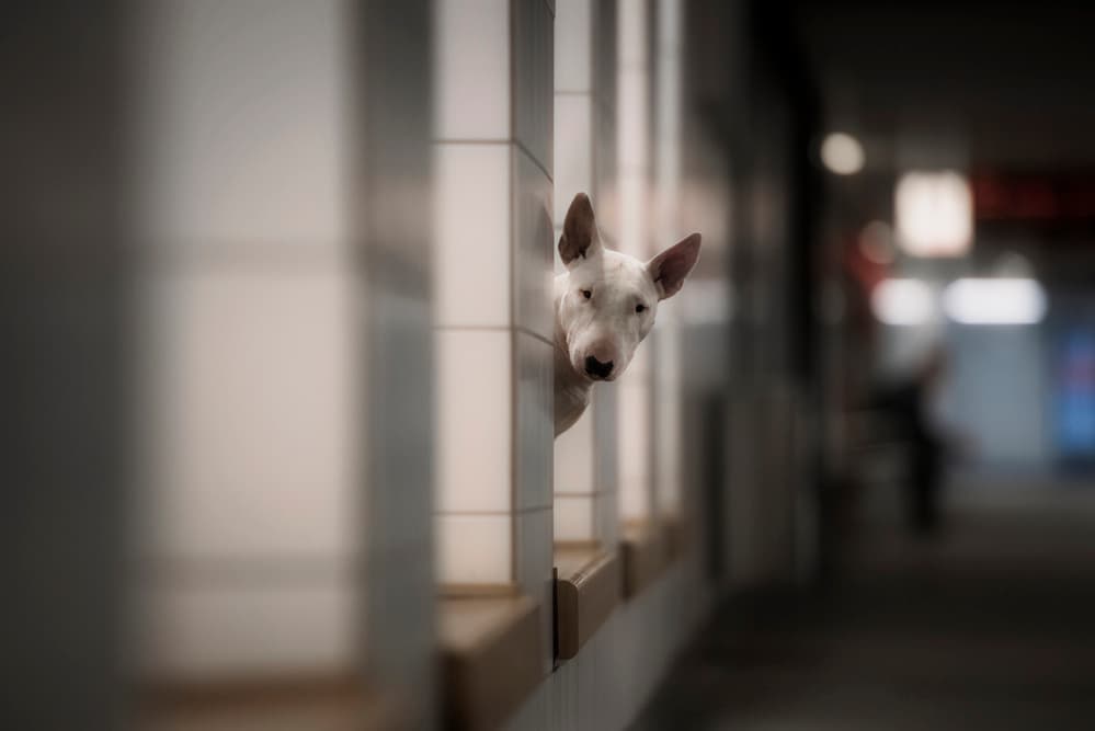 Curious Bull Terrier Peeks by Heike Willers — canvas wall art