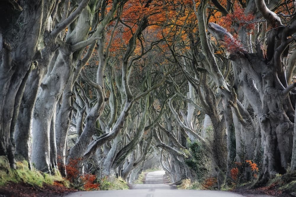 Enchanted Tree Tunnel by Trevor Cole — canvas wall art