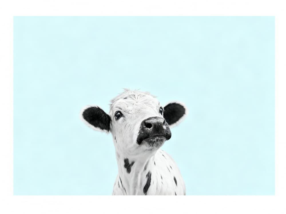Curious Baby Cow by Neetesh Kumar — canvas wall art