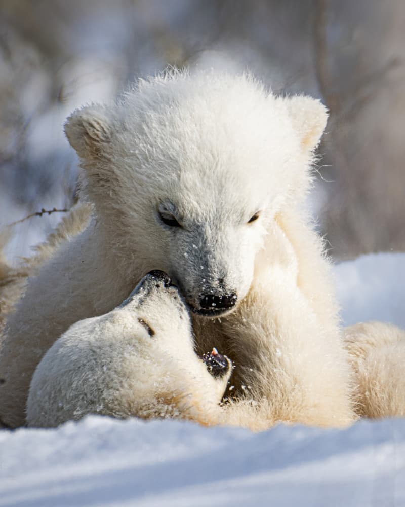 Polar Bear Cubs Cuddle by Siyu_Wei APA — canvas wall art