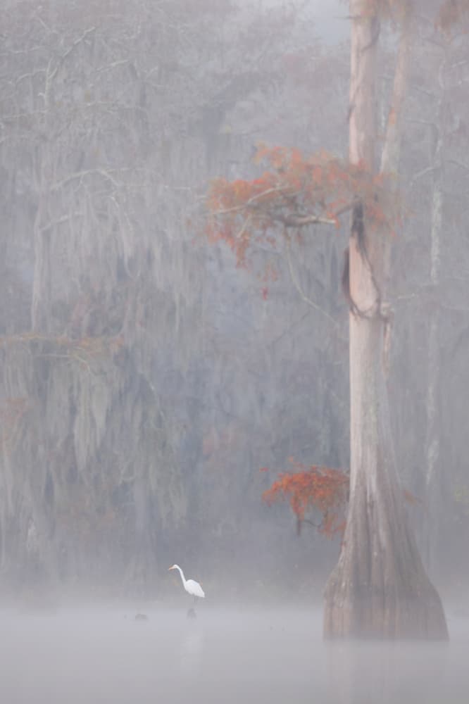 Egret in Misty Swamp by Roberto Marchegiani — canvas wall art