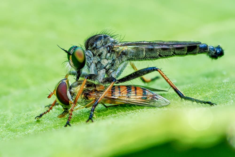 Robber Fly Hunts Prey by Takiko Hirai — canvas wall art