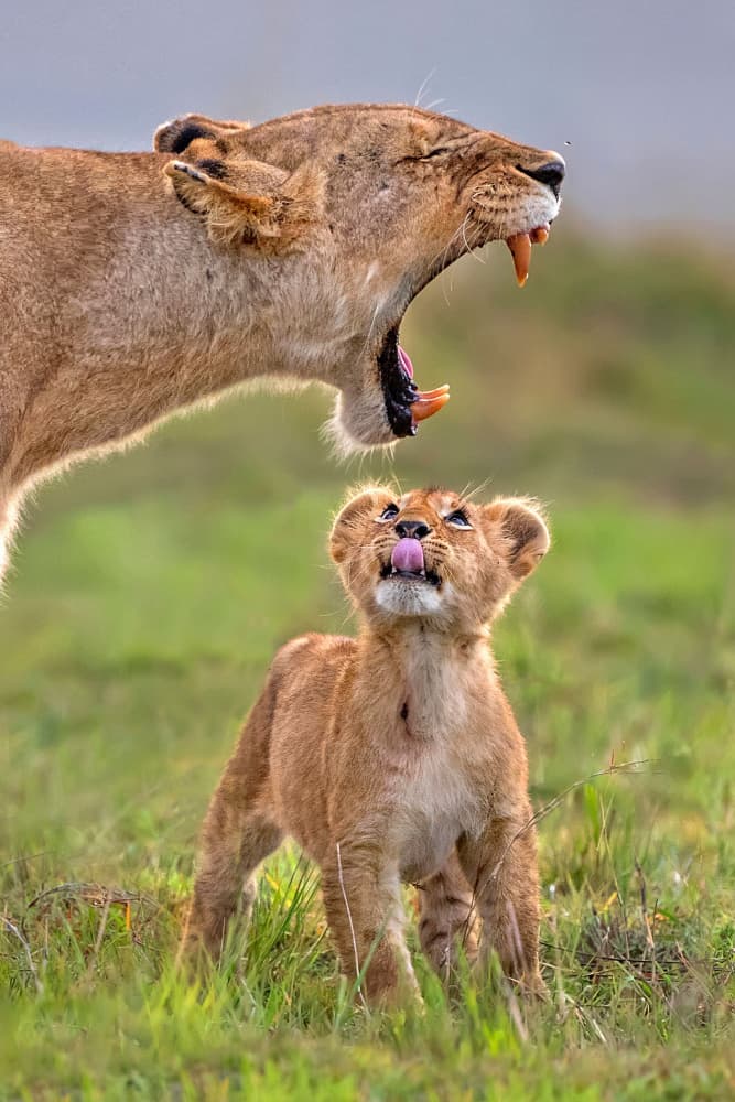 Lioness Yawn Cub by Xavier Ortega — canvas wall art