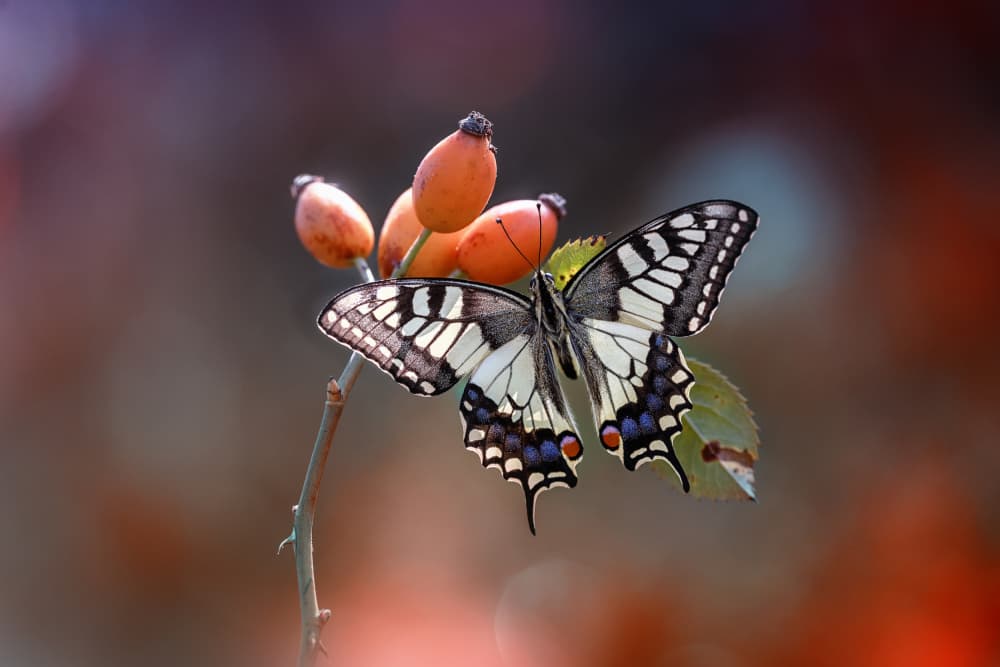 Swallowtail Butterfly on Rosehips by Fabrizio Daminelli — canvas wall art