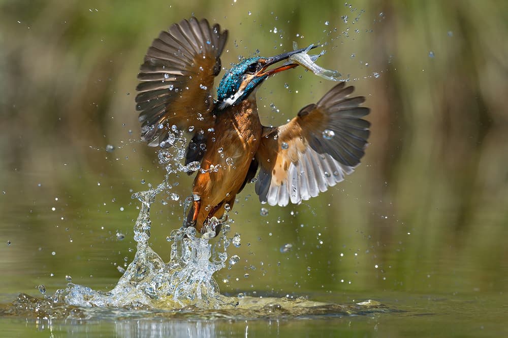 Vibrant Kingfisher Splash by Marco Pozzi — canvas wall art