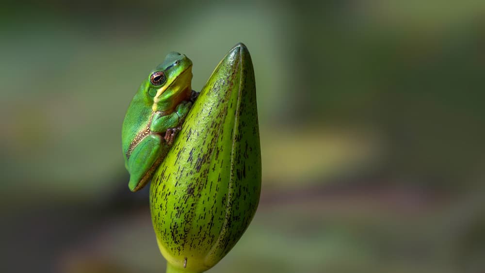 Tree Frog on Lily Bud by Emanuel Papamanolis — canvas wall art