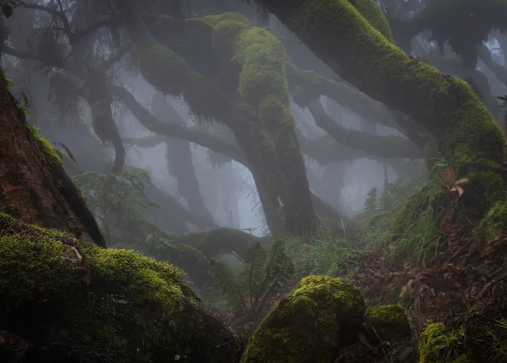 Misty Mossy Forest by Roberto Marchegiani — canvas wall art