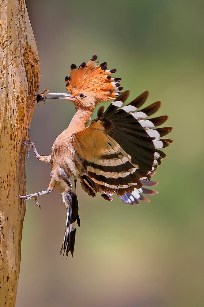 Hoopoe Bird Feeding by Shlomo Waldmann — canvas wall art