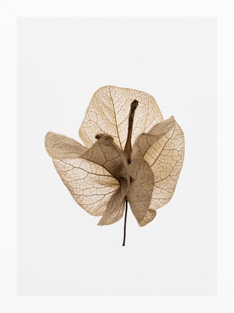 Burnished Petals by Shot by Clint — canvas wall art