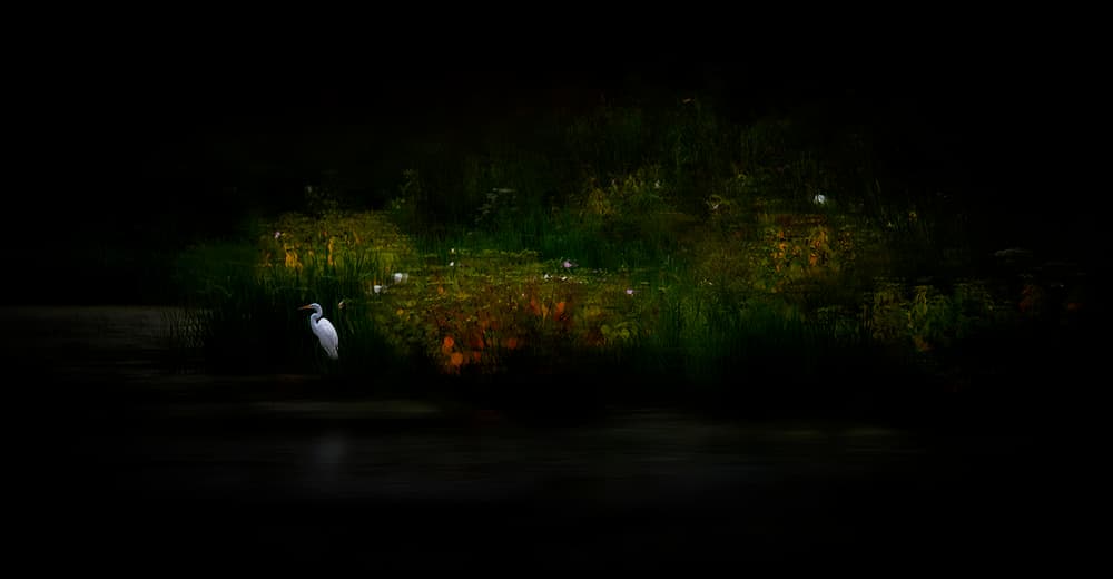 Peaceful Egret Waterside by Yu Cheng — canvas wall art