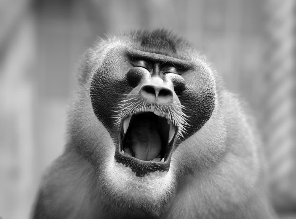 Wild Monkey Yawn by Antje Wenner-Braun — canvas wall art