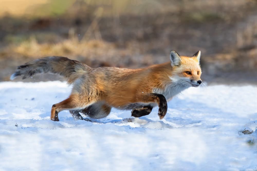 Swift Winter Fox by Bill Lu — canvas wall art