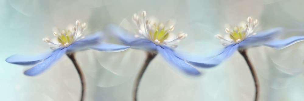 Dreamy Blue Blooms by Heidi Westum — canvas wall art