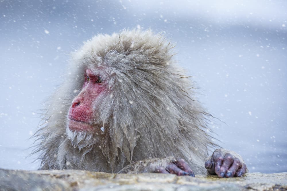Japanese Snow Monkey by Ozan AKTAS — canvas wall art