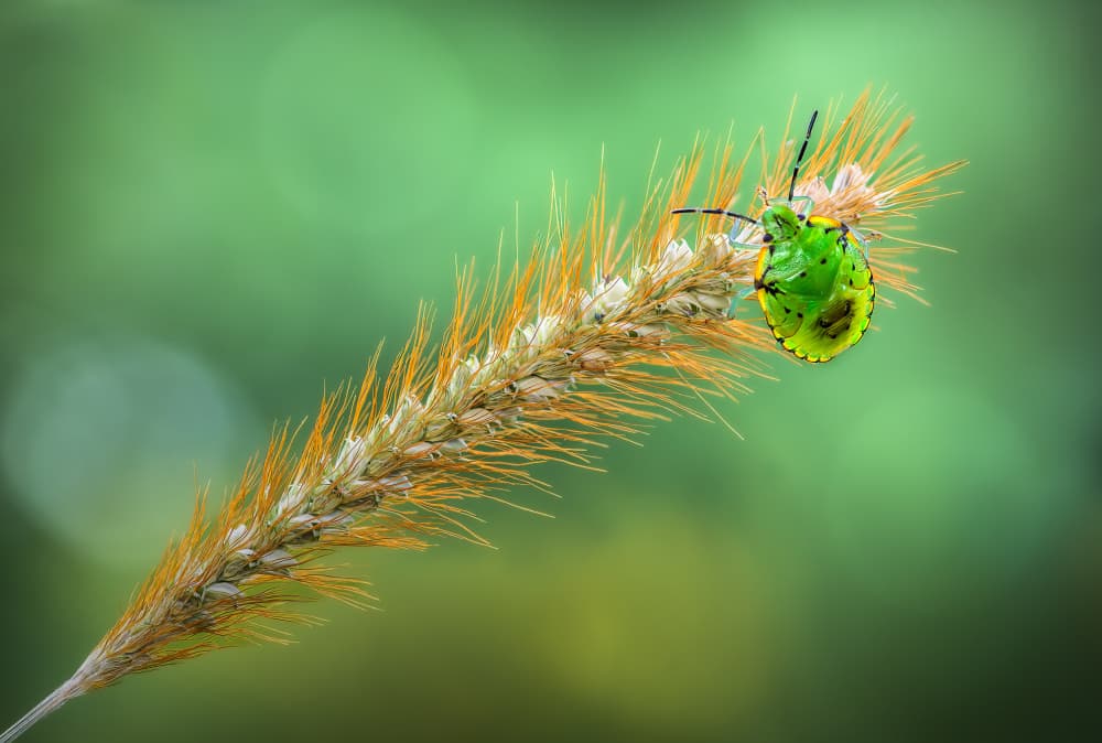 Vibrant Insect on Grass by Atul Saluja — canvas wall art