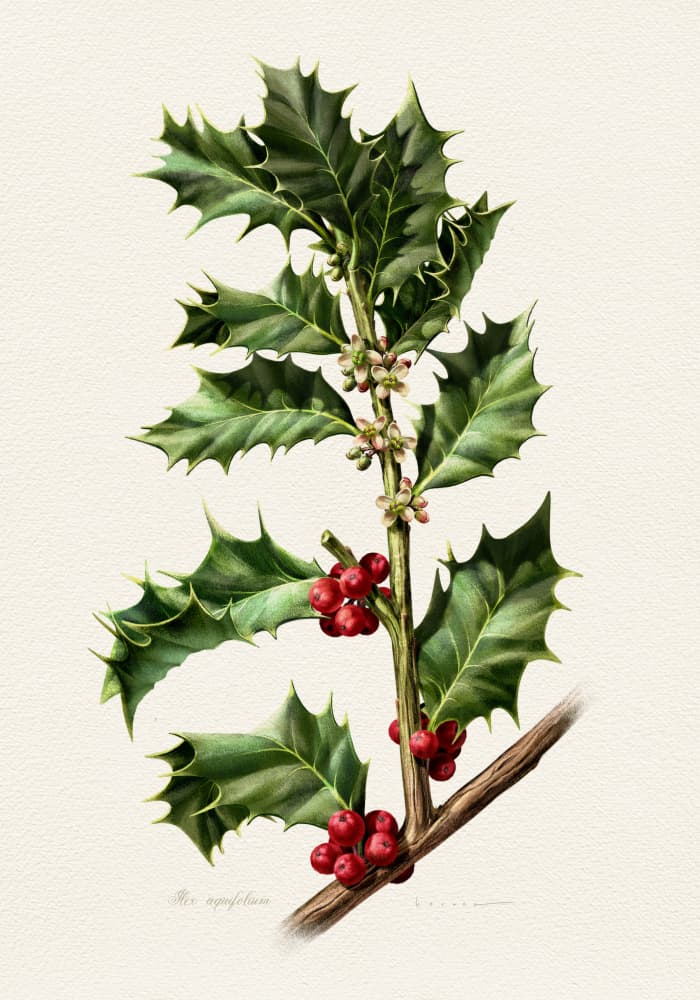Festive Holly Berries by Juan Hernaz — canvas wall art
