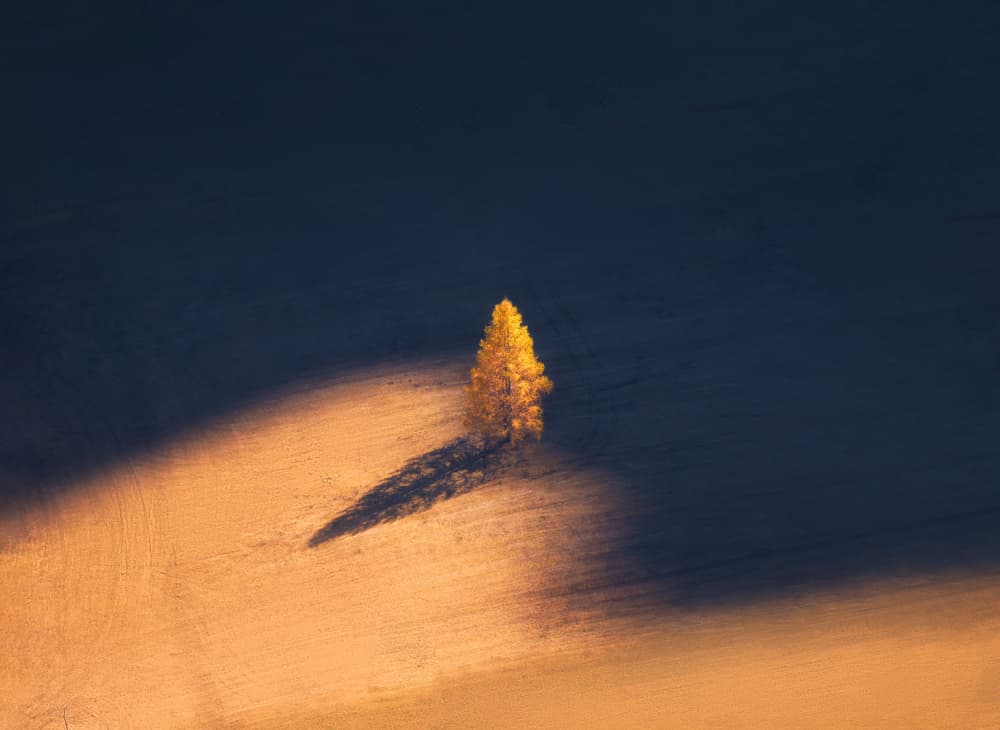 Lone Golden Tree Shadow by NingYun Ye — canvas wall art