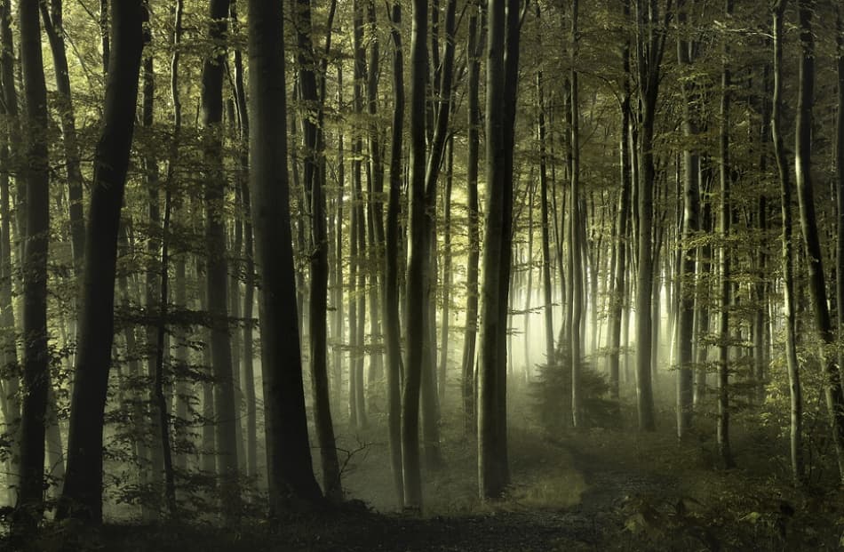 Sunlit Misty Forest Path by Norbert Maier — canvas wall art