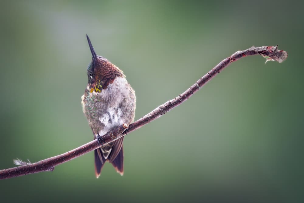 Delicate Hummingbird Perched by Atul Saluja — canvas wall art