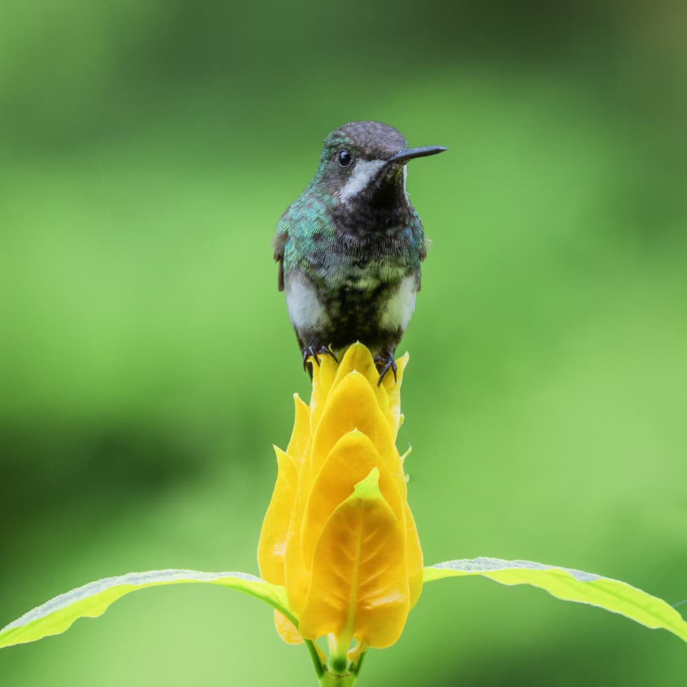 Vibrant Hummingbird on Flower by Taksing (吉星高照) — canvas wall art
