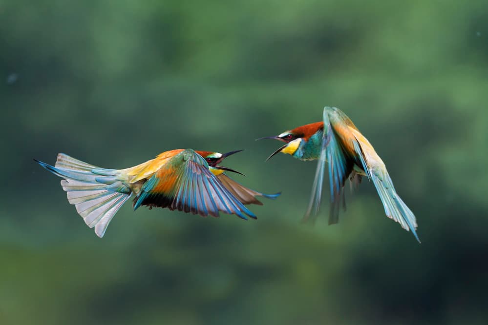 Colorful Bee-eaters In Flight by Marco Redaelli — canvas wall art