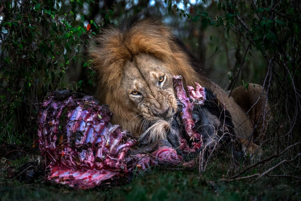 Intense Lion's Kill by Xavier Ortega — canvas wall art
