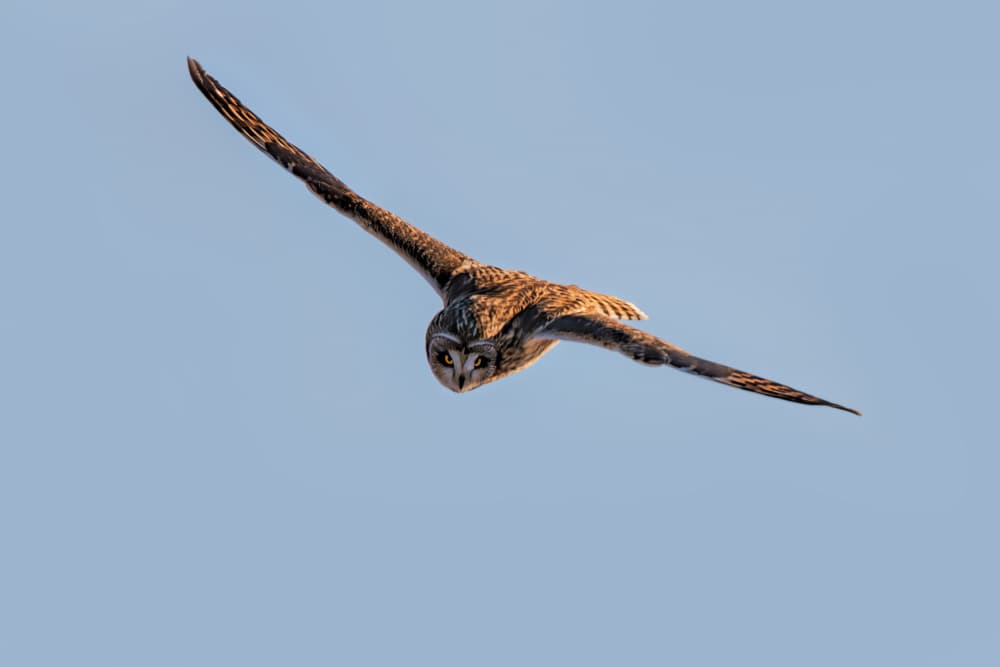 Focused Owl In Flight by Jun Zuo — canvas wall art