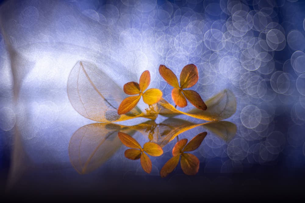 Delicate Autumn Reflections by Igor Kopcev — canvas wall art
