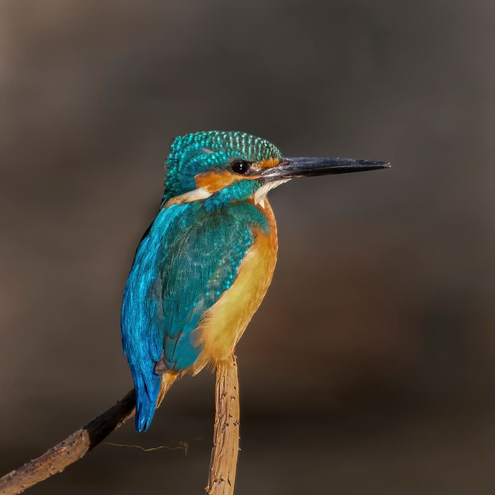 Vibrant Kingfisher Perched by Alex Li — canvas wall art