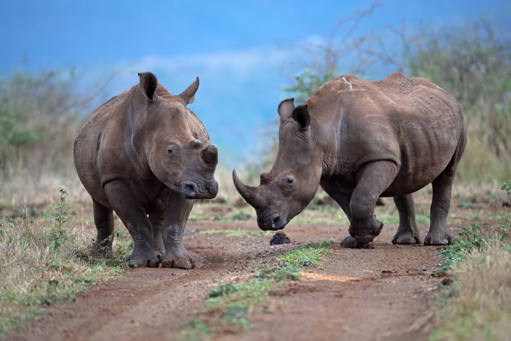 African Rhinos Together by Marco Pozzi — canvas wall art