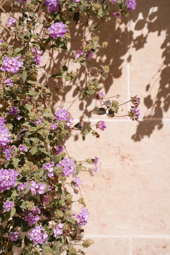 Purple Flowers on Stone Wall by Henrike Schenk — canvas wall art