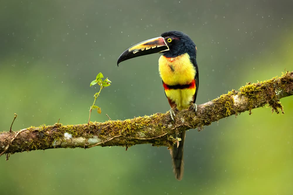 Vibrant Toucan Perch by Milan Zygmunt — canvas wall art